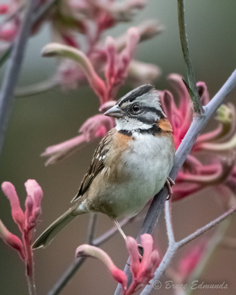 Rufous-collared Sparrow - Bruce Edmunds