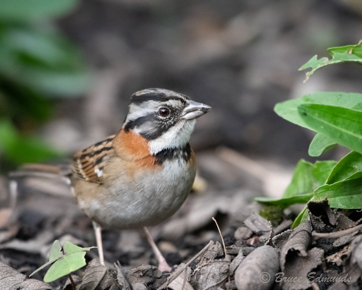 Rufous-collared Sparrow - ML615962520