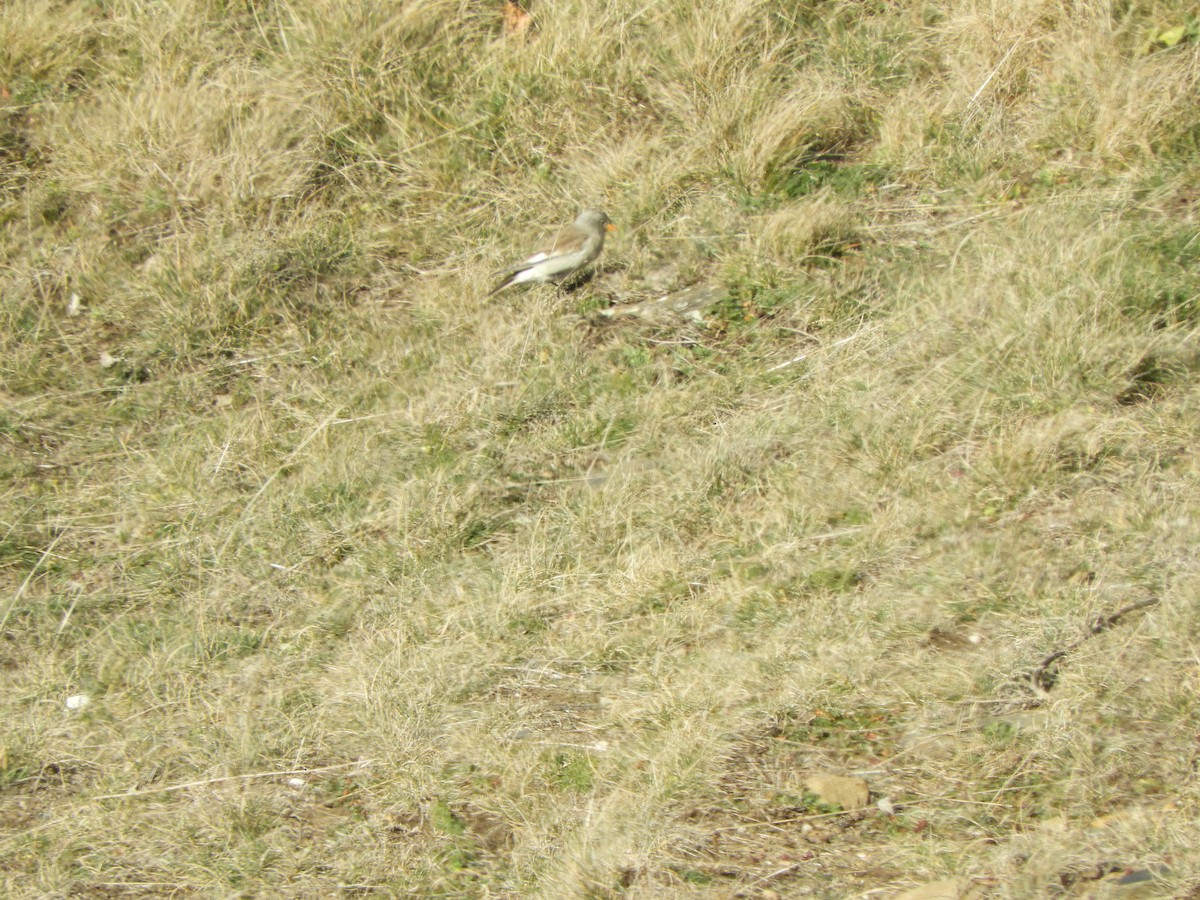 White-winged Snowfinch - Jorge Juan Rueda