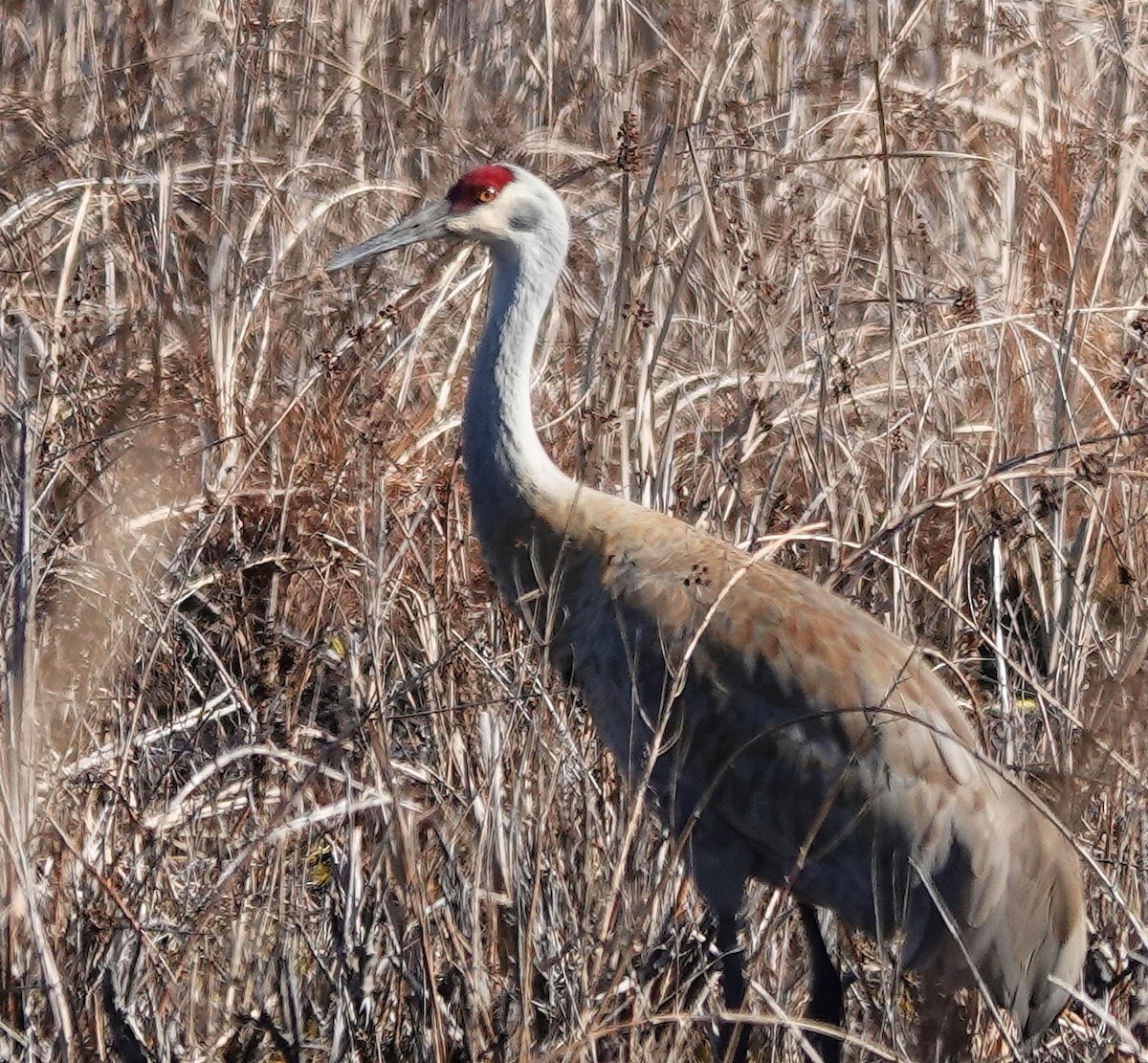 Sandhill Crane - ML615962581