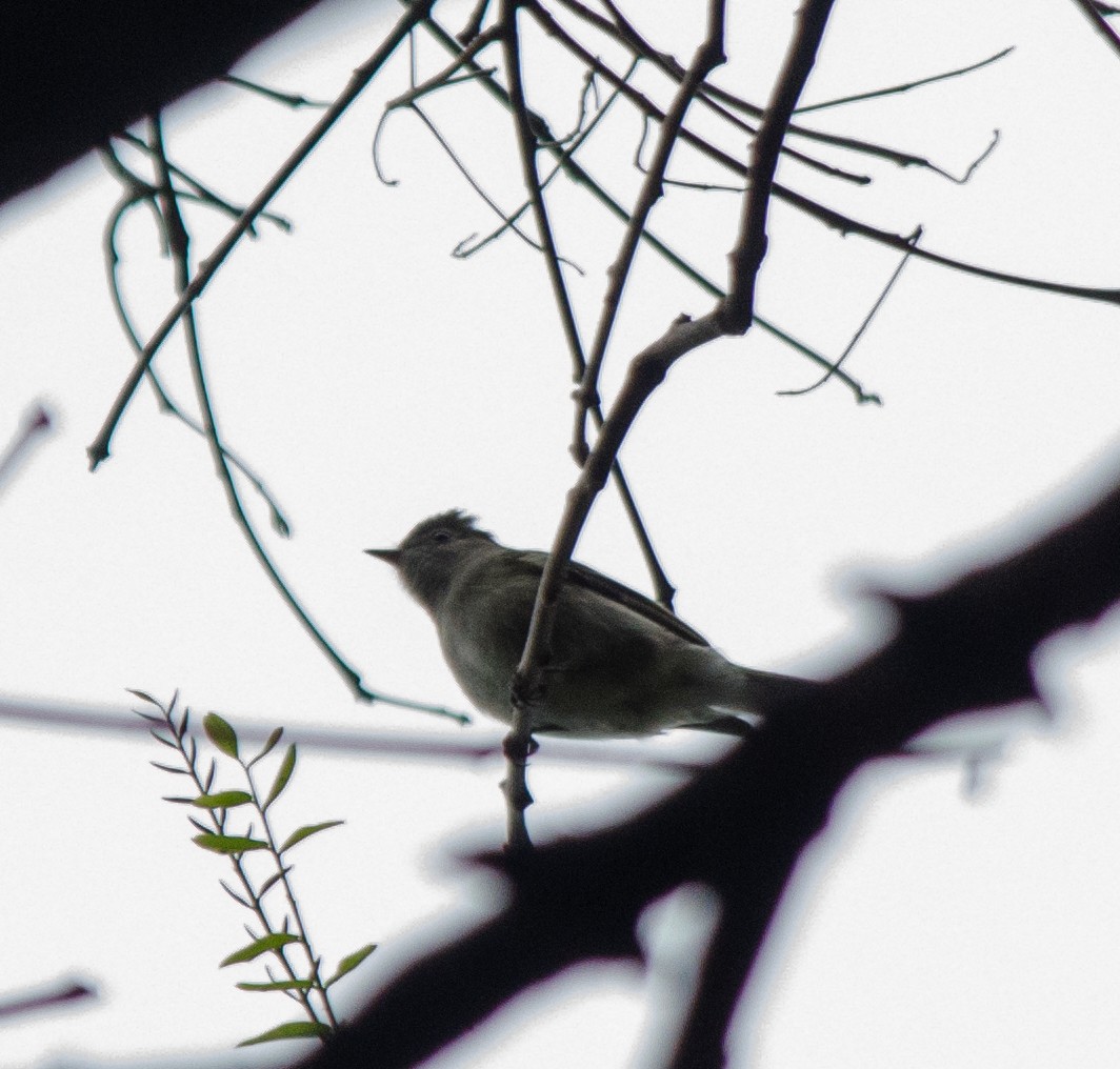 White-crested Elaenia - Iván Eroles