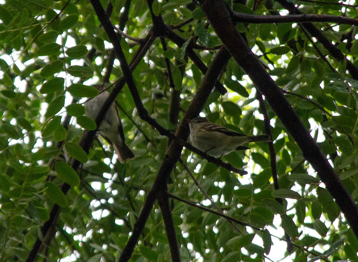 White-crested Elaenia - Iván Eroles