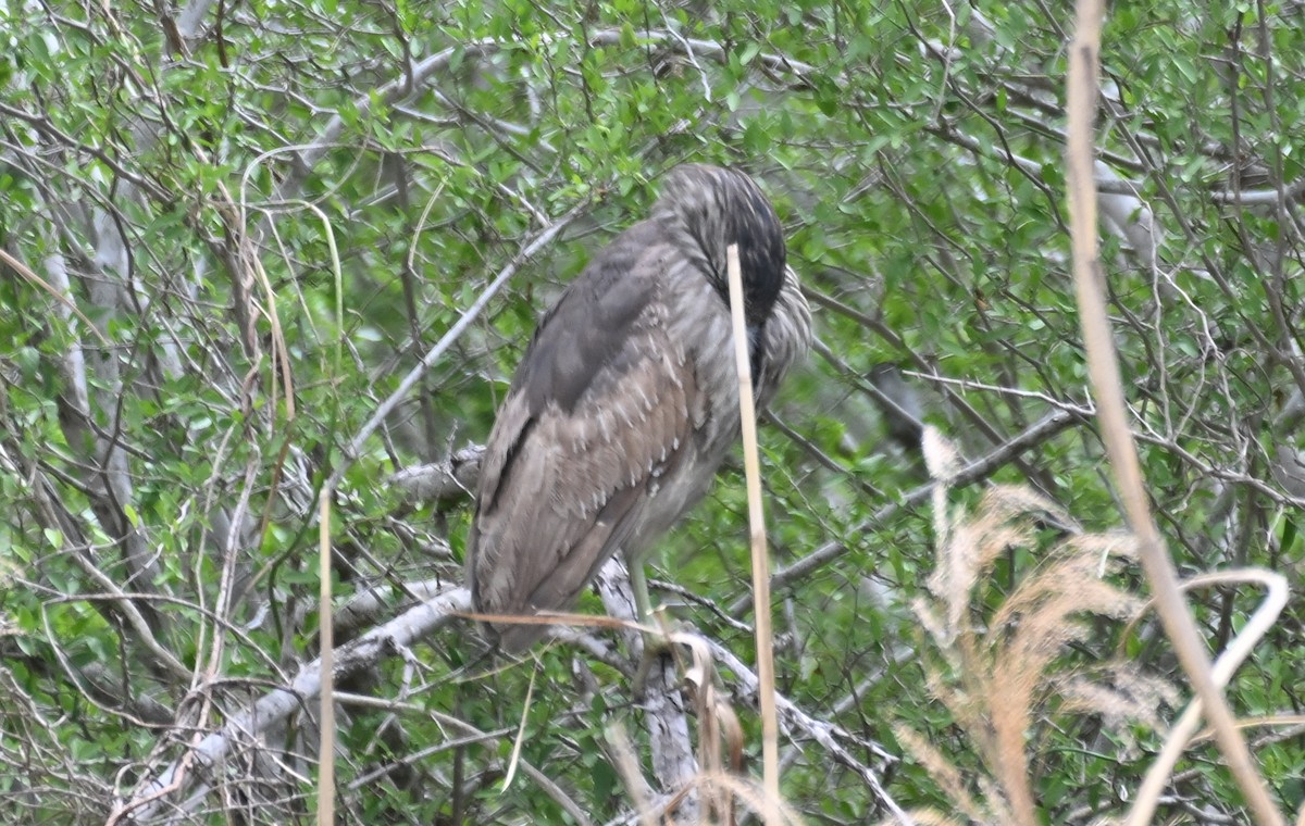 Black-crowned Night Heron - ML615962664