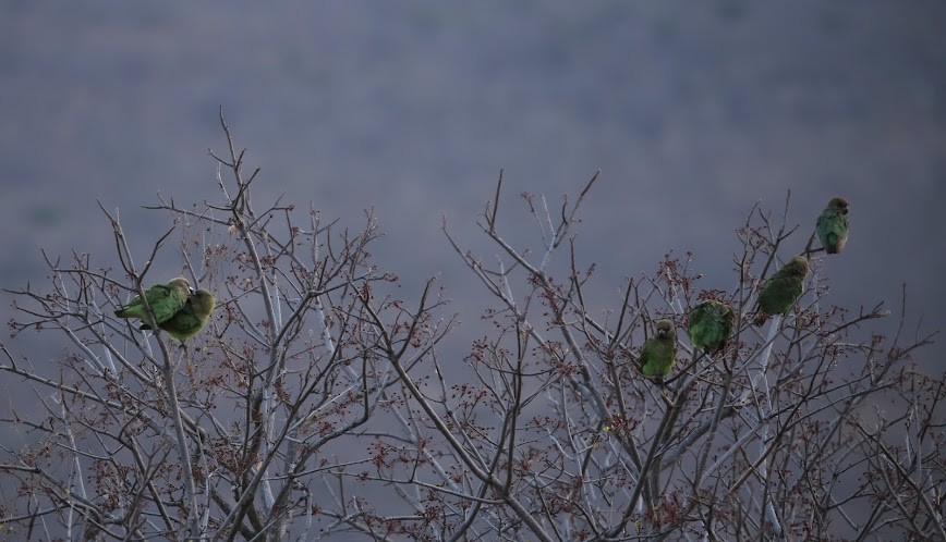 Brown-headed Parrot - Kevin Sarsfield