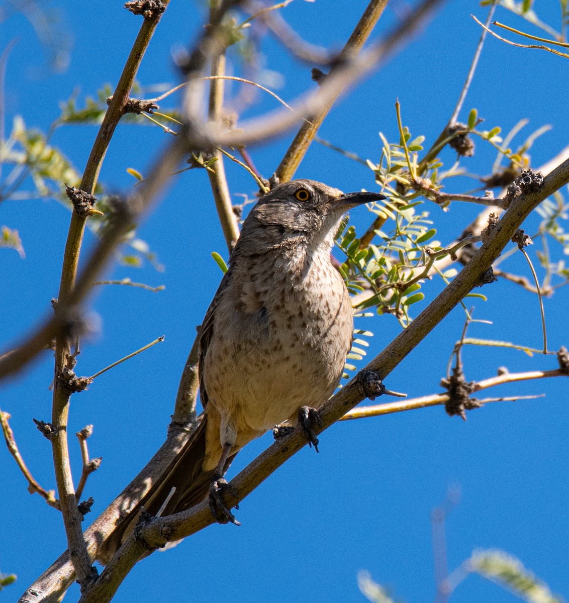 Bendire's Thrasher - ML615962737