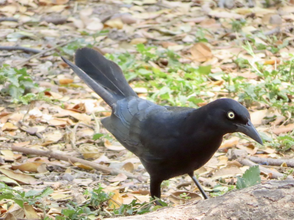 Greater Antillean Grackle - ML615962755