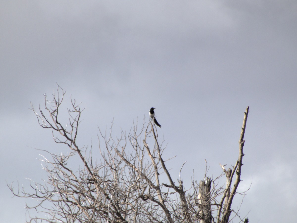 Mika iparramerikarra - ML615962764