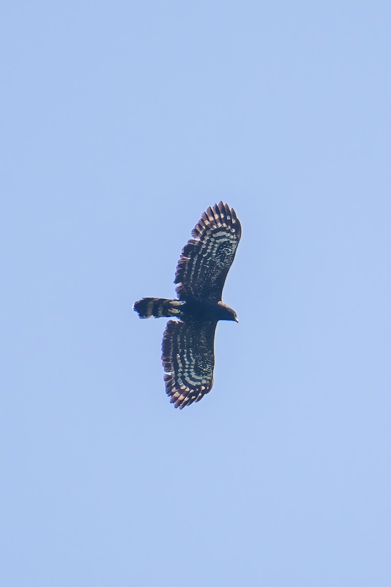 Águila Negra - ML615962786