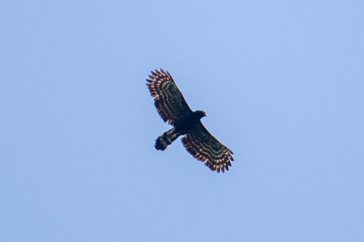 Águila Negra - ML615962787