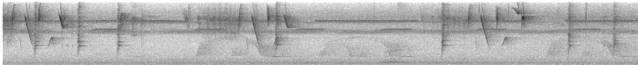 Campyloptère à ventre gris - ML615962803