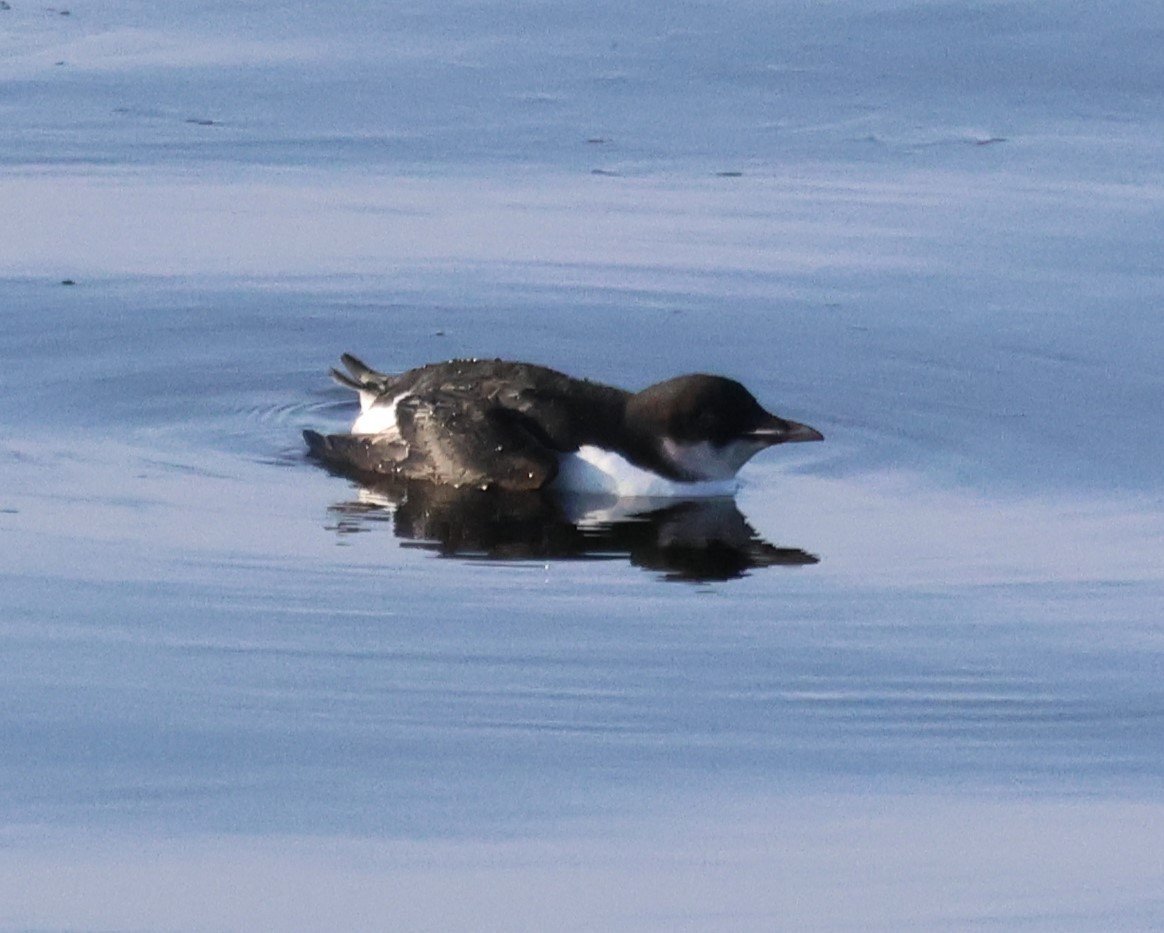 Thick-billed Murre - ML615962805