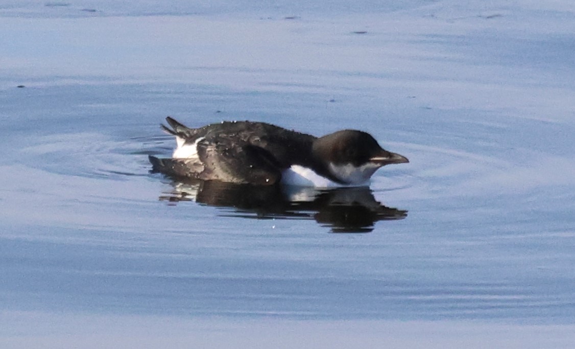 Thick-billed Murre - ML615962806