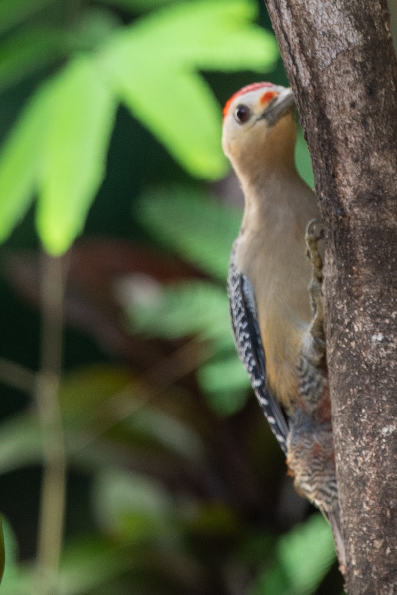 Golden-fronted Woodpecker - ML615962818