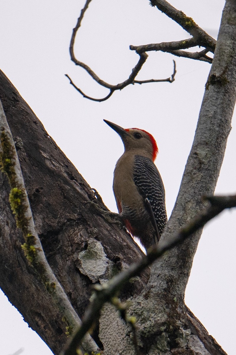 Golden-fronted Woodpecker - ML615962827