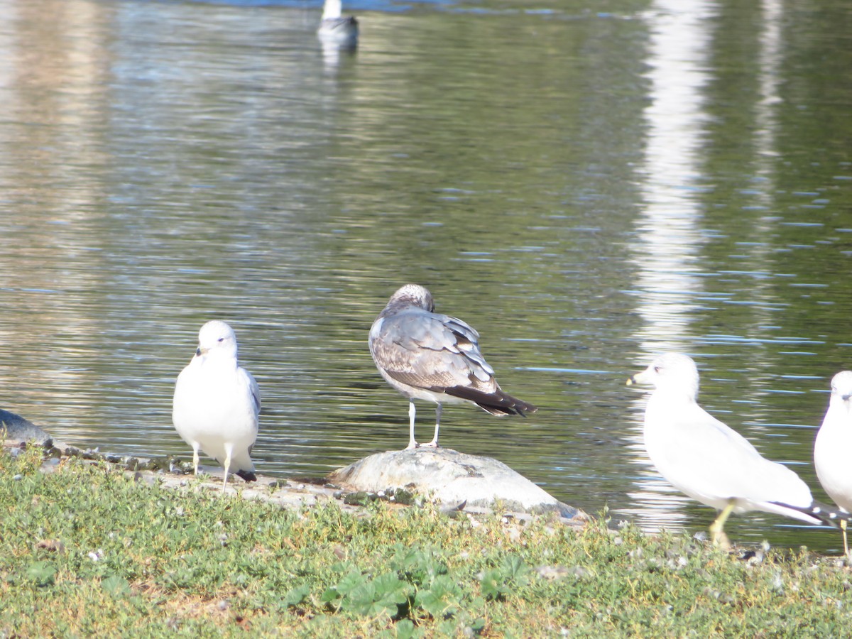 Ring-billed Gull - ML615962837