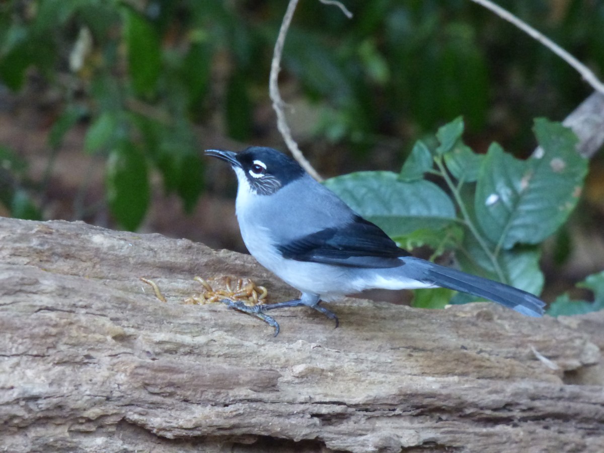 Black-headed Sibia (Lang Bian) - ML615962848