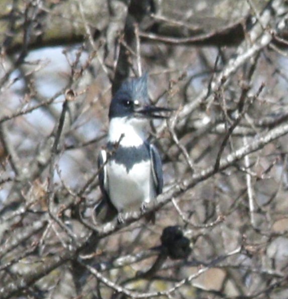 Belted Kingfisher - ML615962849