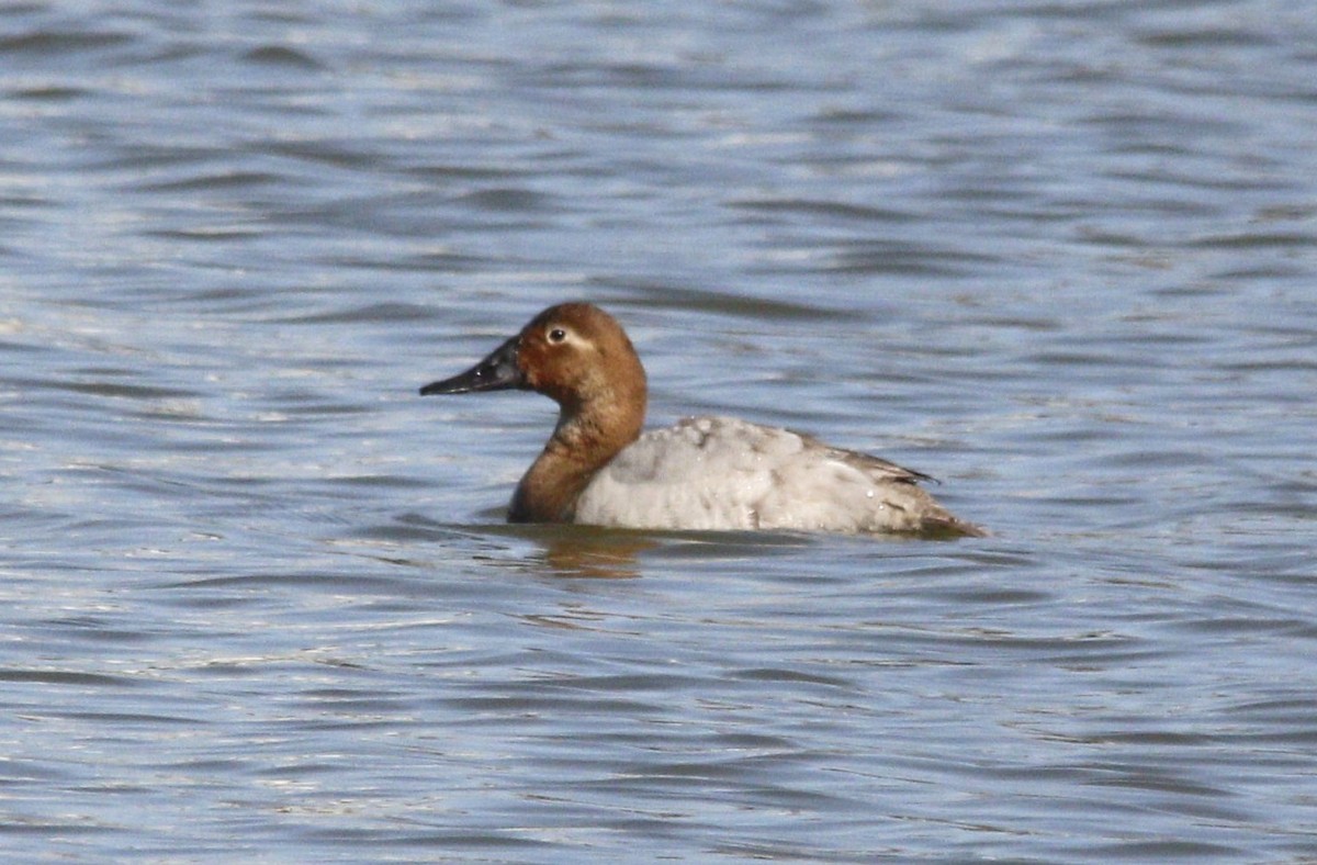 Canvasback - ML615962858