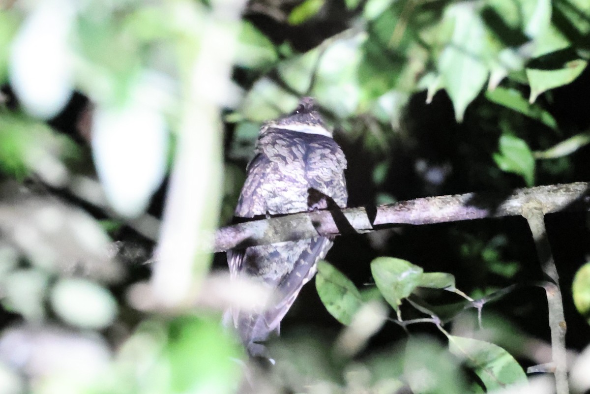 Yucatan Poorwill - Charles Davies