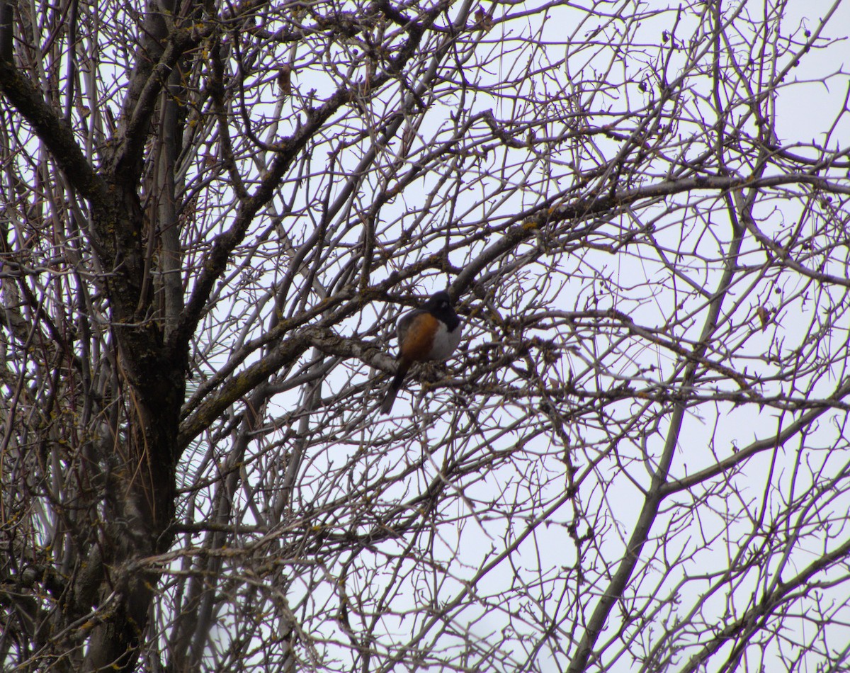 Spotted Towhee - ML615962903