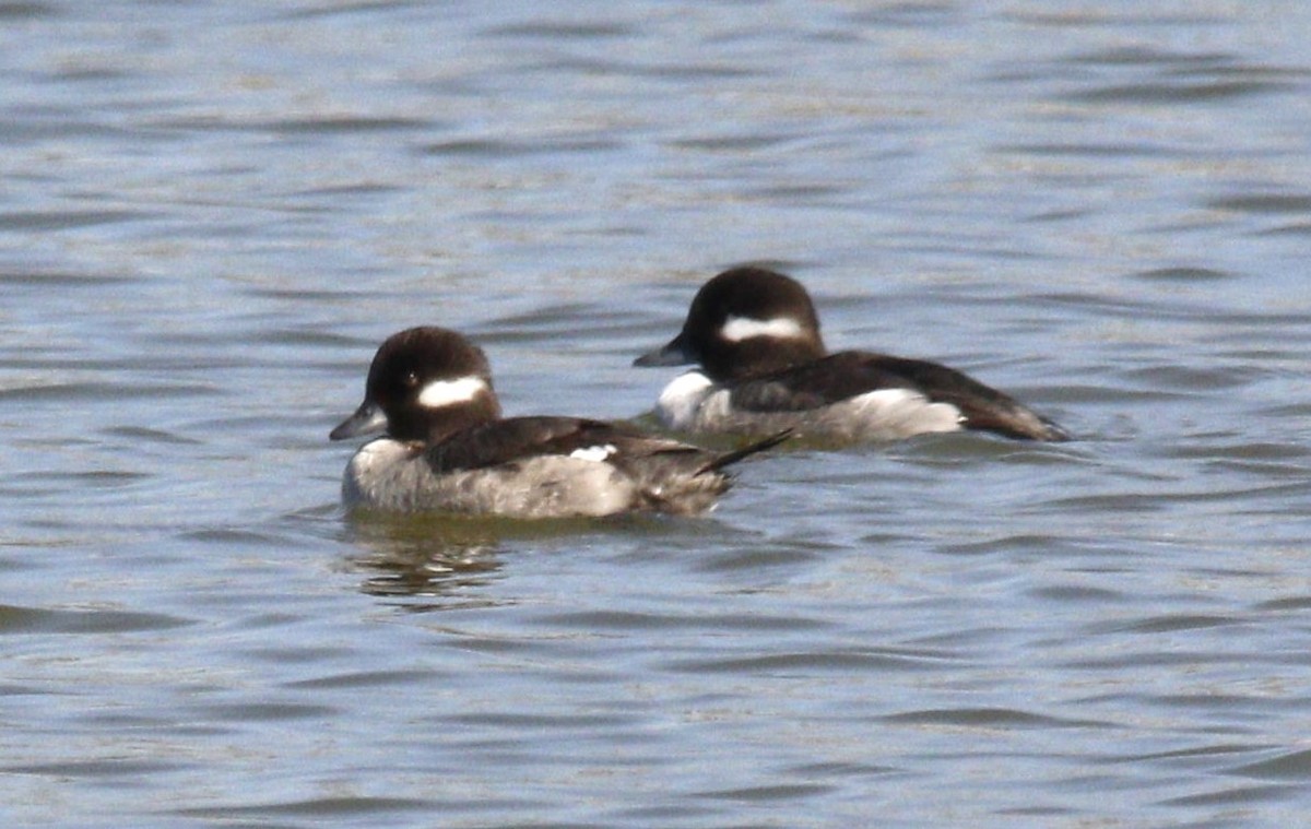 Bufflehead - ML615962926