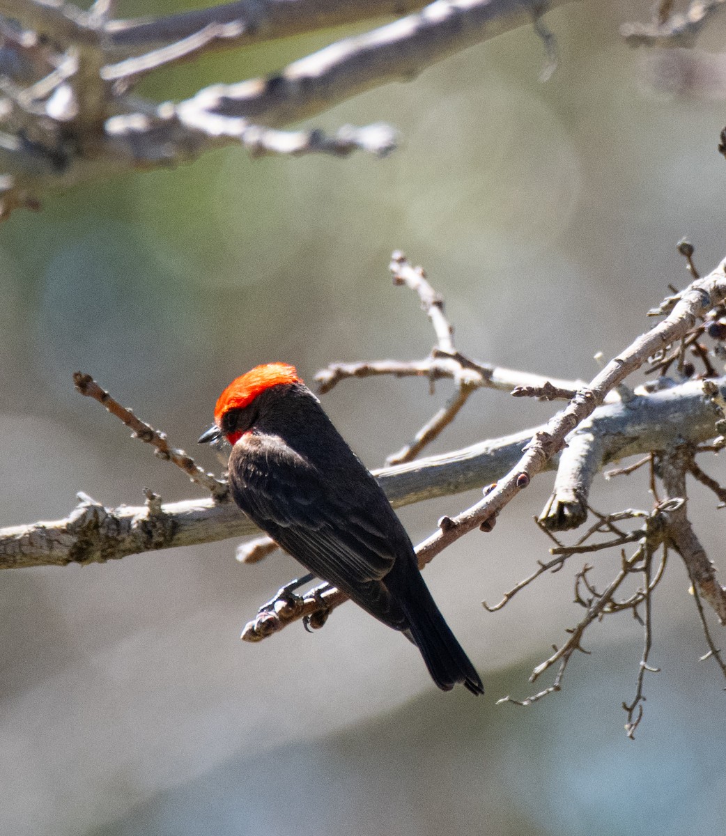 Vermilion Flycatcher - Robert Provost