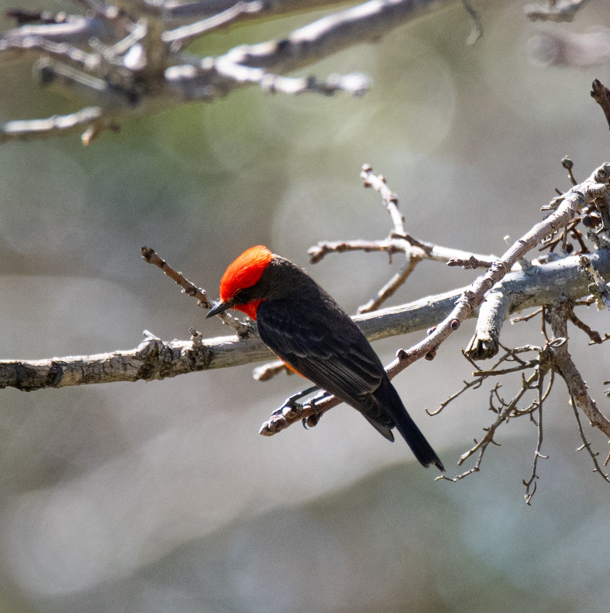 Vermilion Flycatcher - Robert Provost