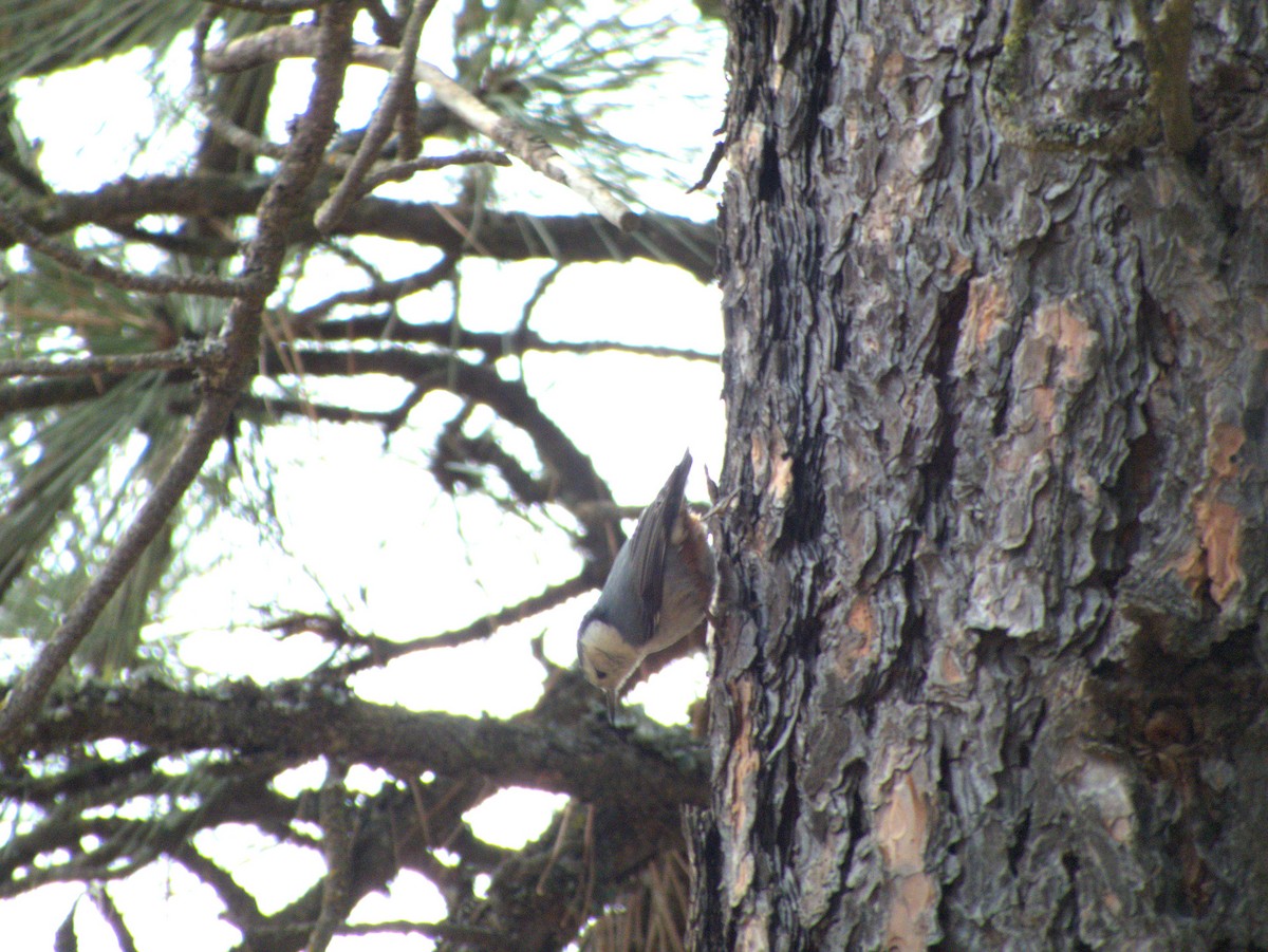 White-breasted Nuthatch - ML615962973