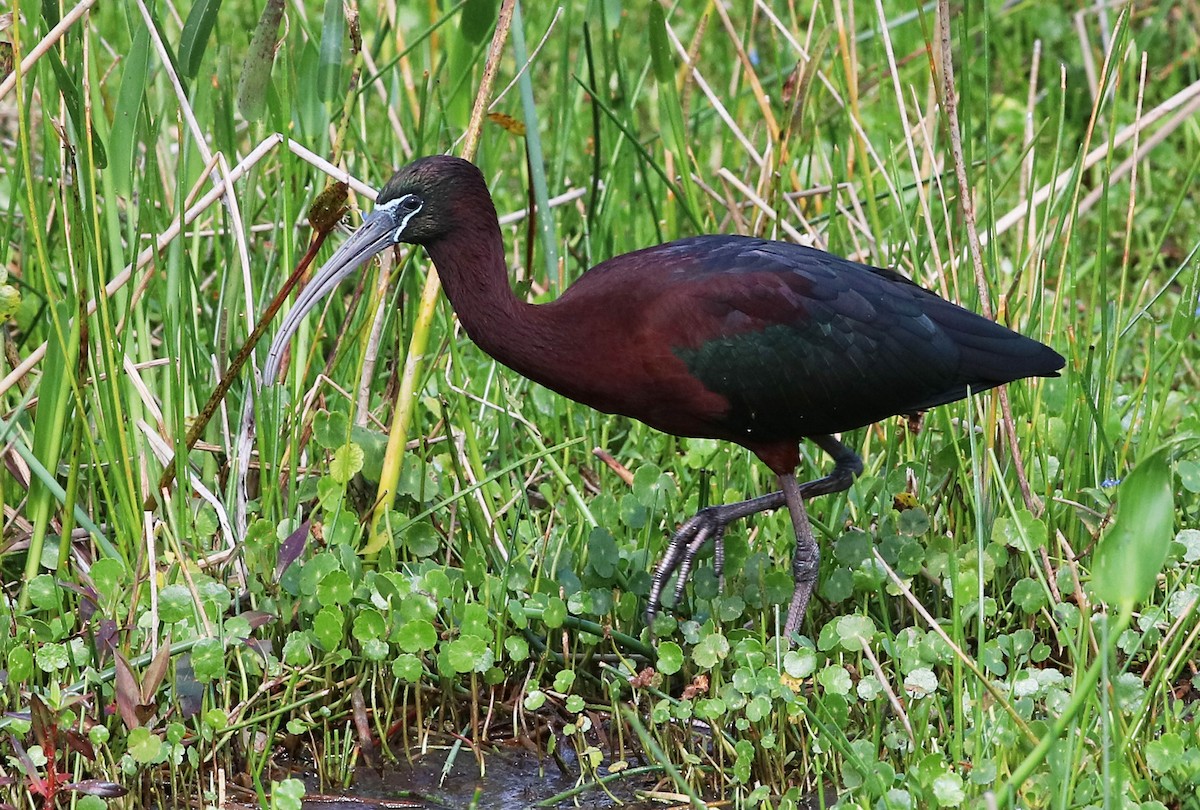 Glossy Ibis - Larry Sirvio