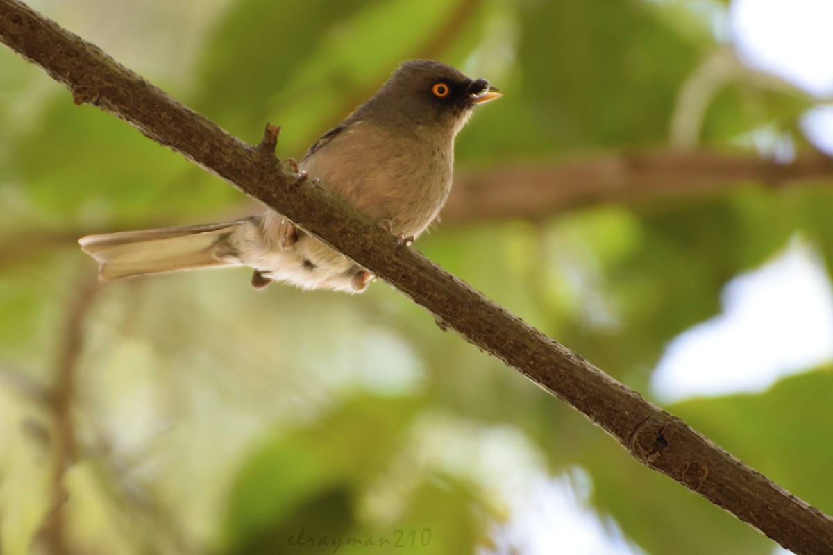 Junco aux yeux jaunes - ML61596301