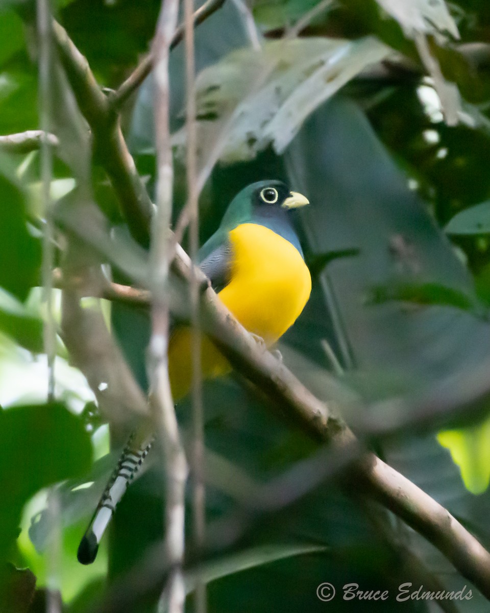 Trogon aurore - ML615963018