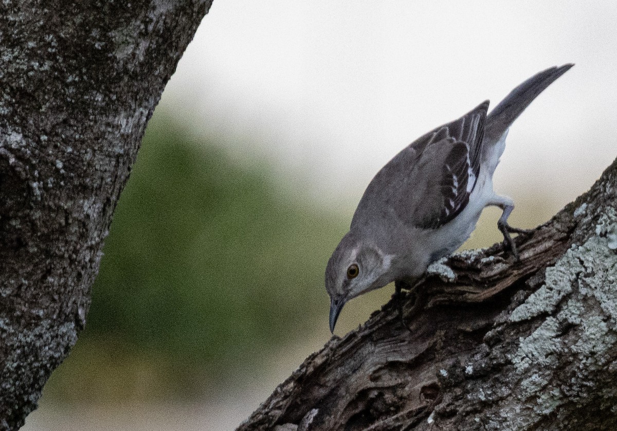 Northern Mockingbird - ML615963099