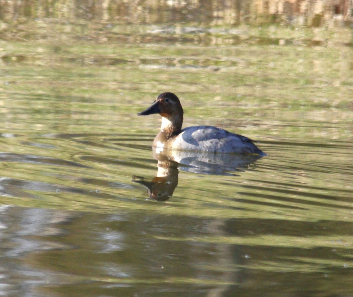 Canvasback - ML615963105