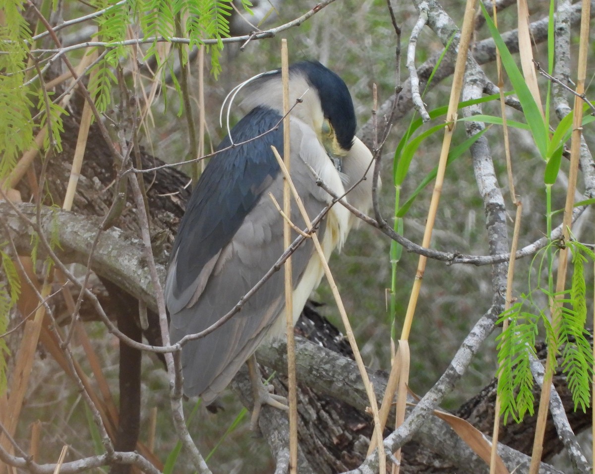 Black-crowned Night Heron - Annette Daughdrill