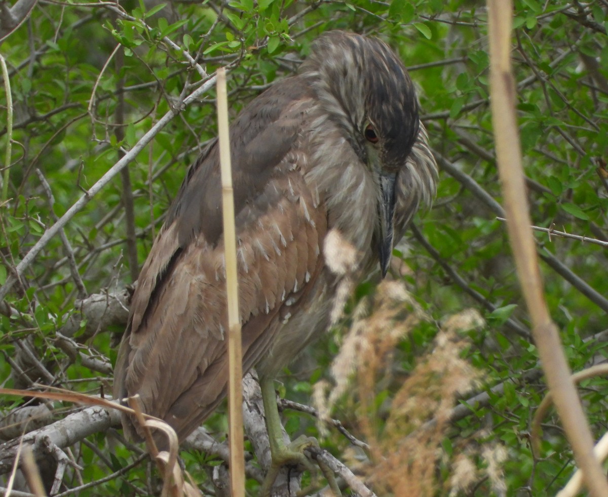 Black-crowned Night Heron - ML615963112