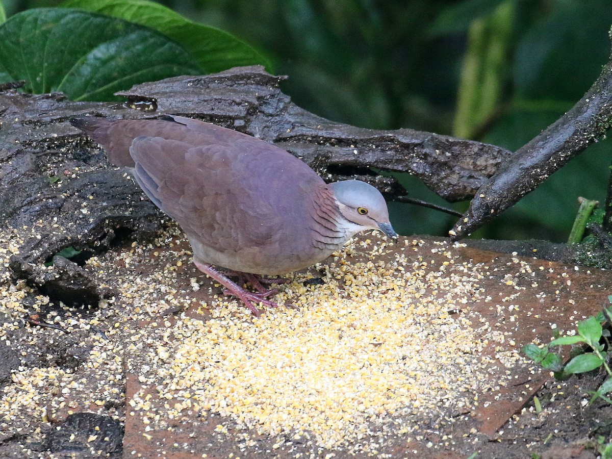 White-throated Quail-Dove - ML615963138