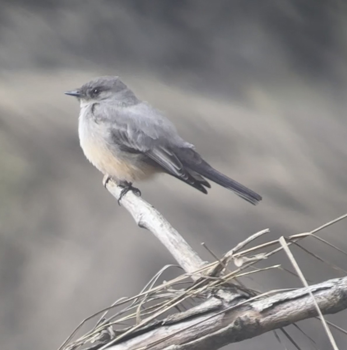 Mosquero Llanero - ML615963209