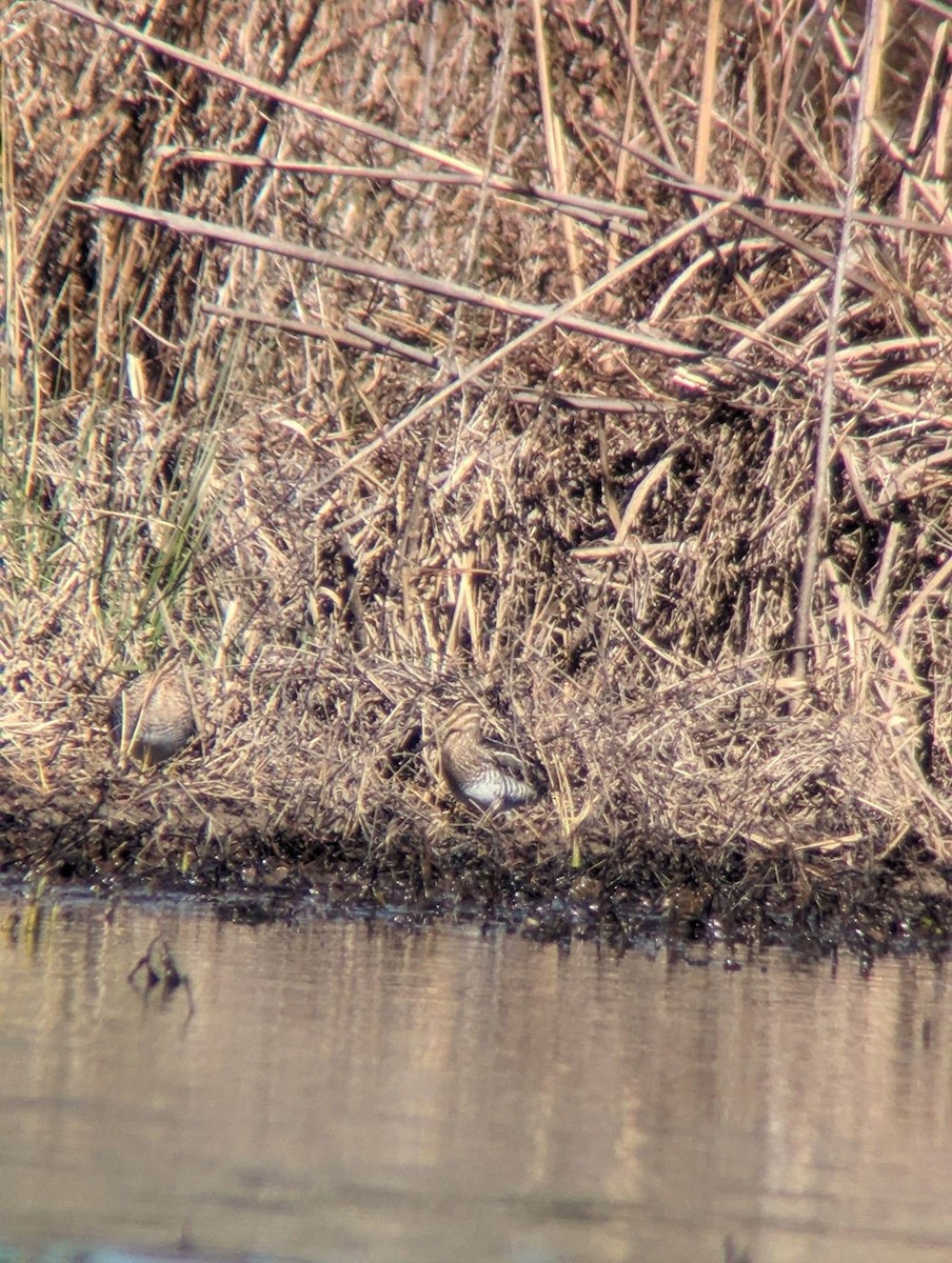 Wilson's Snipe - ML615963228