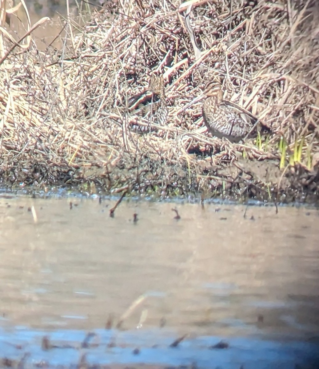 Wilson's Snipe - ML615963241