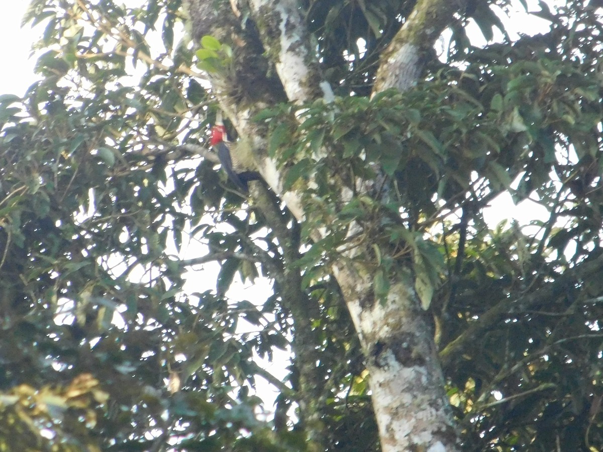 Crimson-crested Woodpecker - Arrow Z L