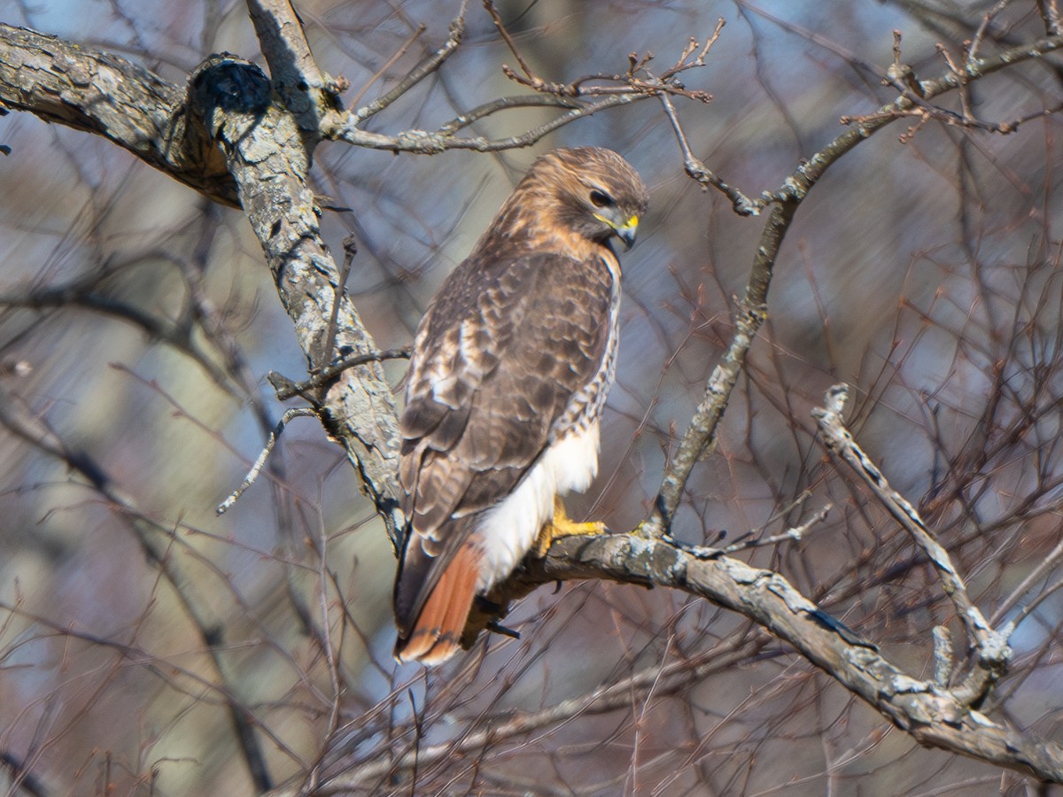 Red-tailed Hawk - ML615963366