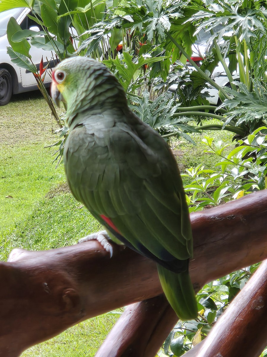 Red-lored Parrot - ML615963377