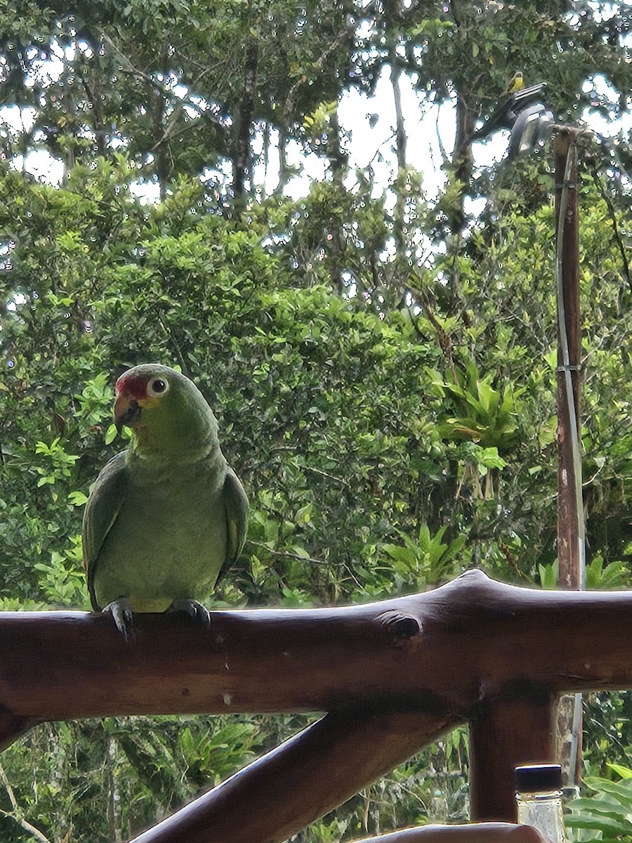 Red-lored Parrot - ML615963379