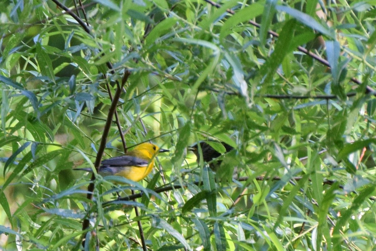 Prothonotary Warbler - ML61596341