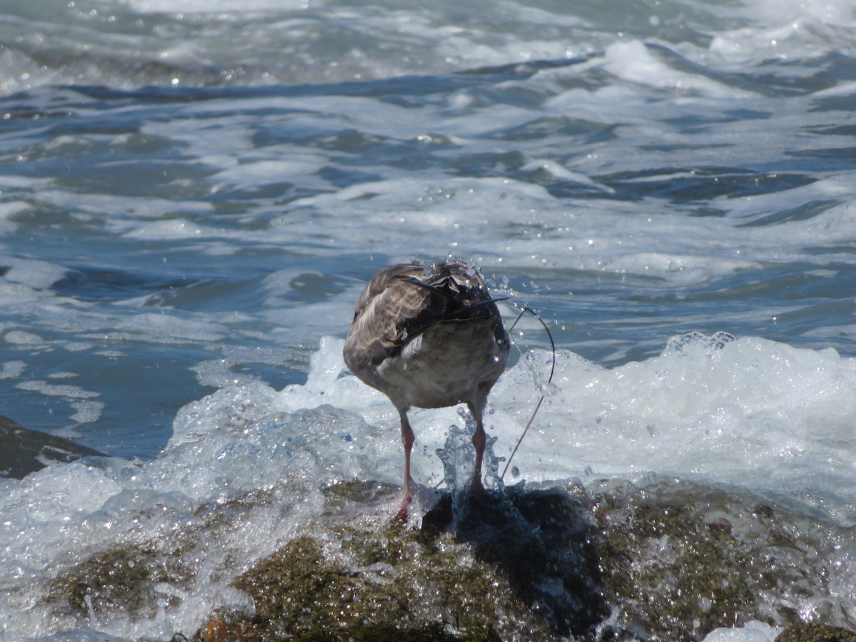 Western Gull - ML615963413