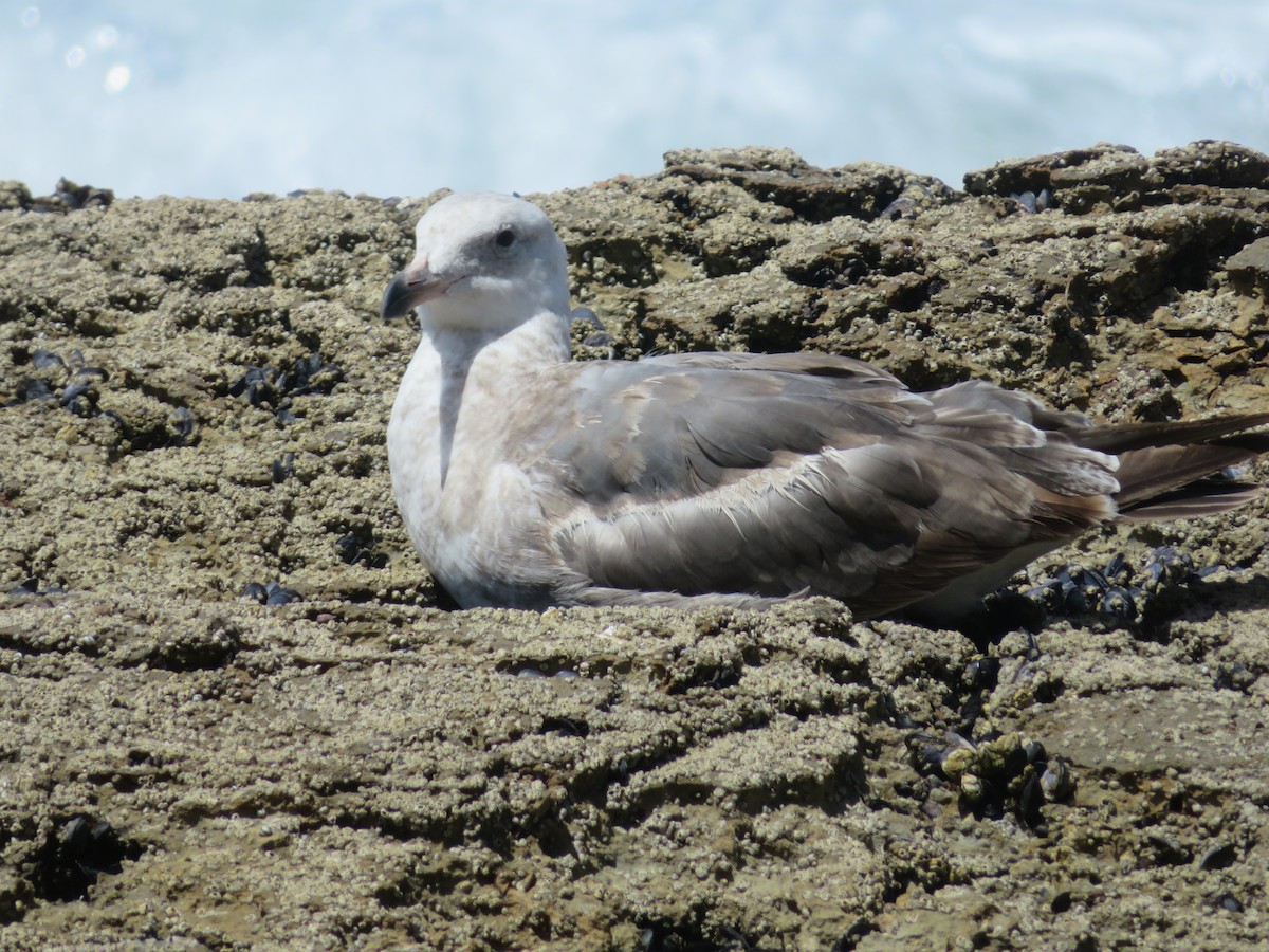 Western Gull - ML615963417