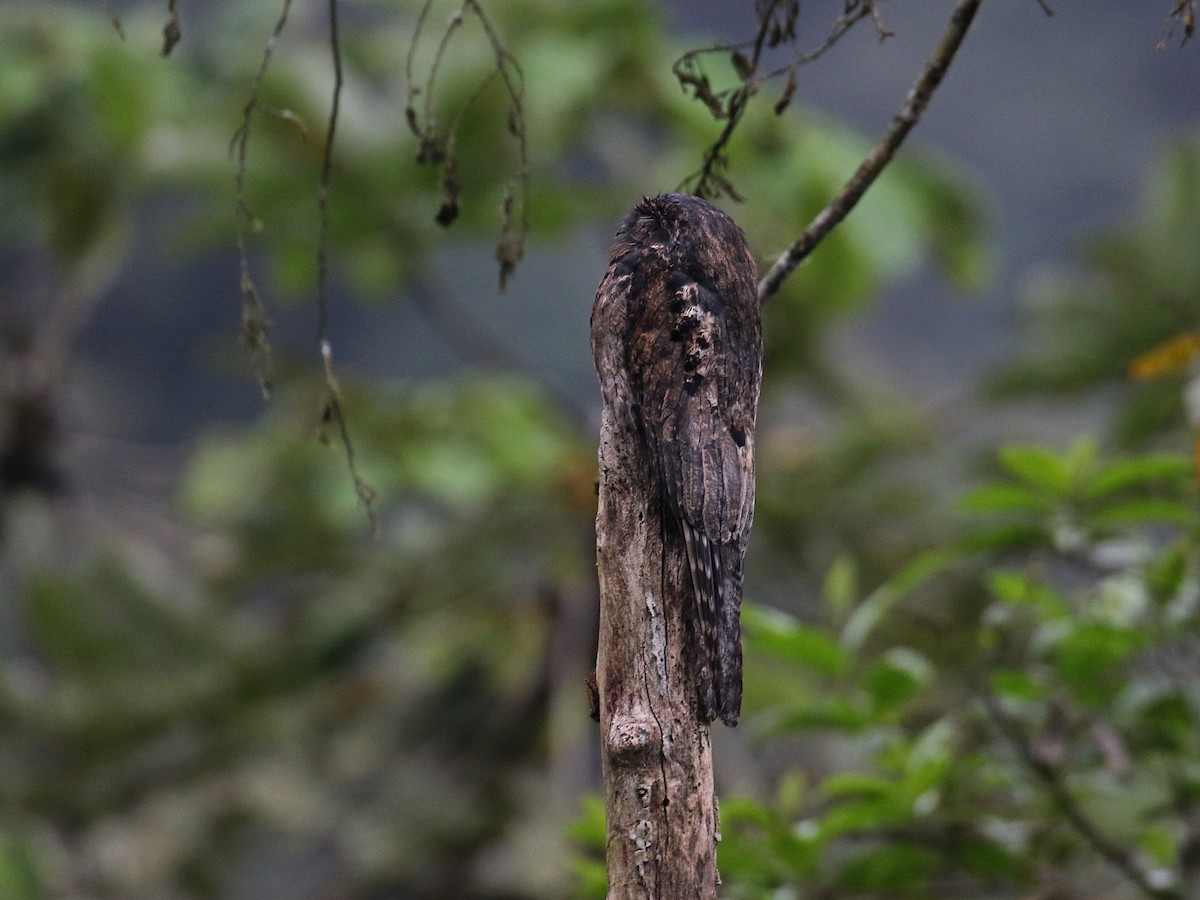 Common Potoo - ML615963454