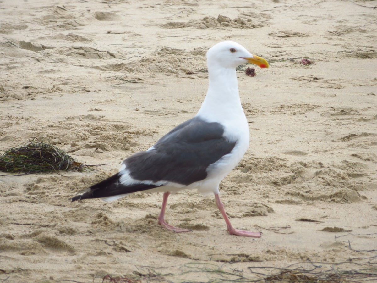 Western Gull - ML615963472