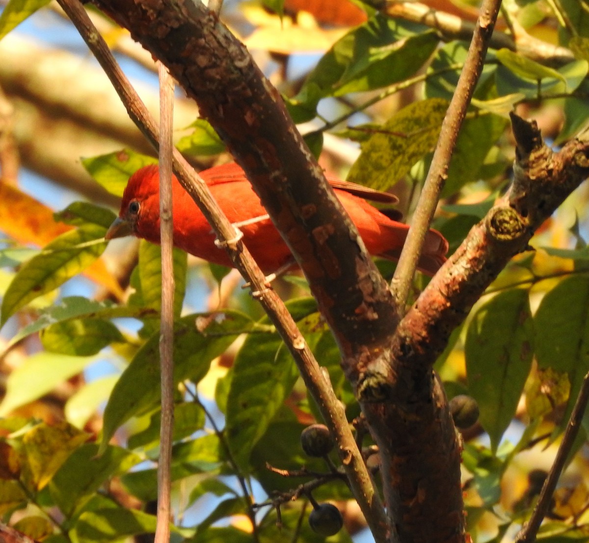 Summer Tanager - ML615963475