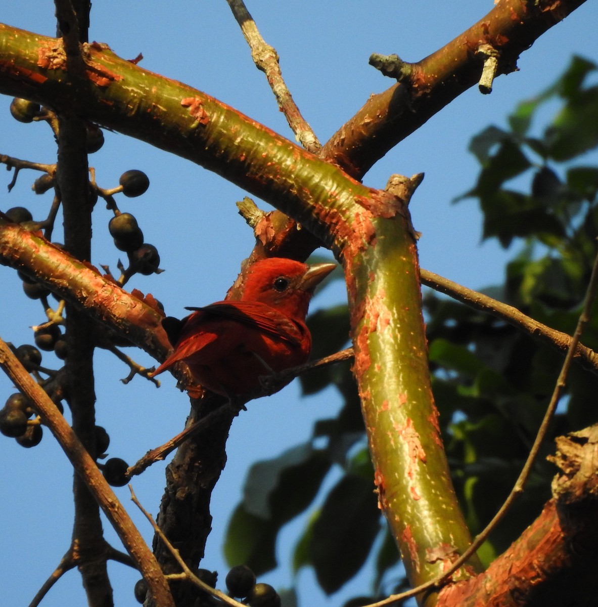 Summer Tanager - ML615963476